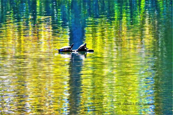"This image captures a peaceful moment in nature: two pond slider turtles resting on a log in the middle of a lake. The water surrounding them is calm and beautifully reflects shades of green, yellow, and blue from the trees and sky above. Their relaxed posture suggests they are basking in the sunlight, embracing the warmth. The reflection in the water adds depth to the scene, creating a mesmerizing visual effect. The image is signed "© Swede's Photographs" in the bottom right corner, giving credit to the photographer." - Copilot