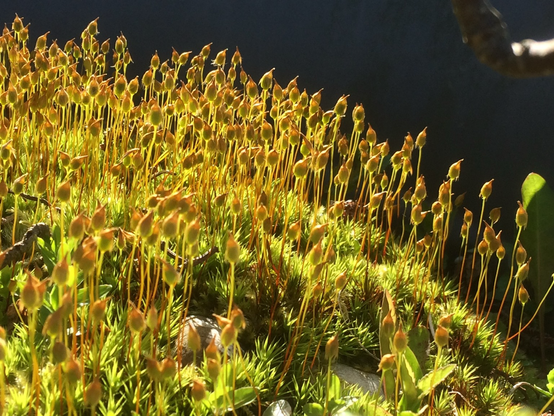 Backlit mosses on a log - golden and green against an apparently black background
