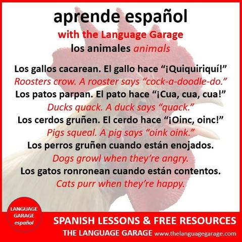 Spanish vocabulary for animal sounds, image of a rooster