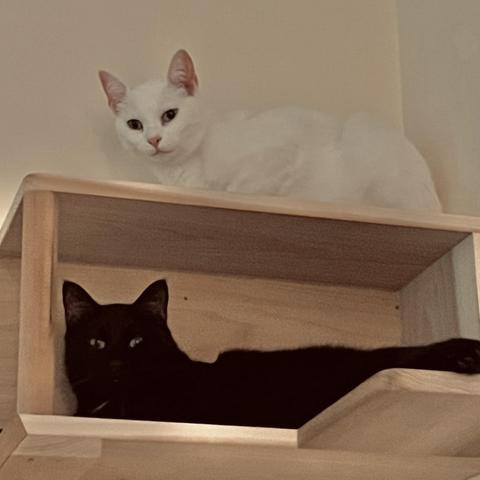 in a wooden wall cubby, a black cat lies inside and a white cat on top and both are looking at us