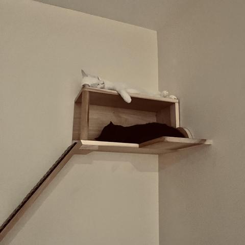 in/on a high wooden wall cubby/shelf a black cat passed out inside and a white cat on top, arm draped over the edge