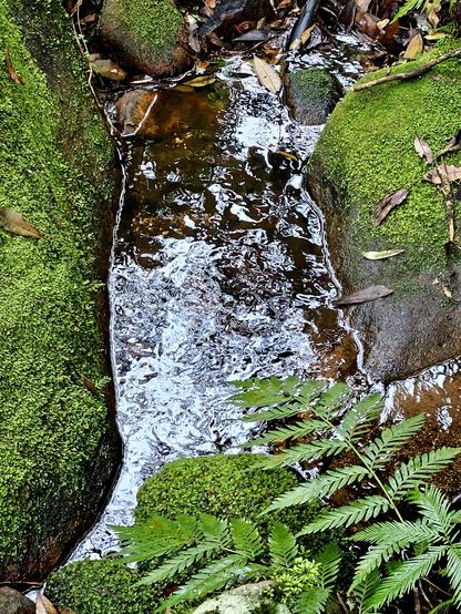 A mountain stream reflects a grey sky, carving its way through mossy stones, flanked by ferns. Dharug country.