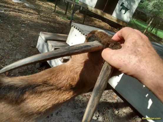 A tan goat with horns and tiny ears is being scratched on the head and between the horns by her human.