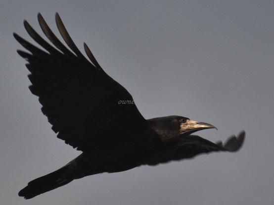 Bird, closeup, color, photo