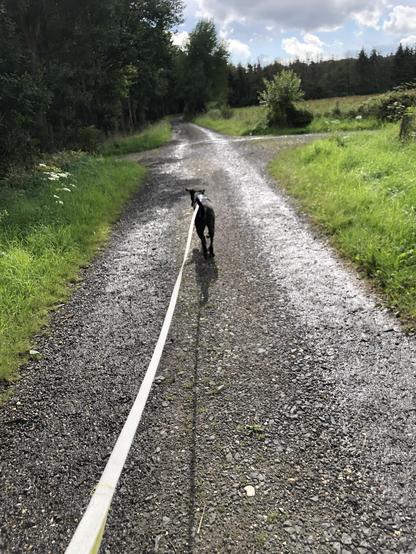 Hunderunde mit Schleppleine