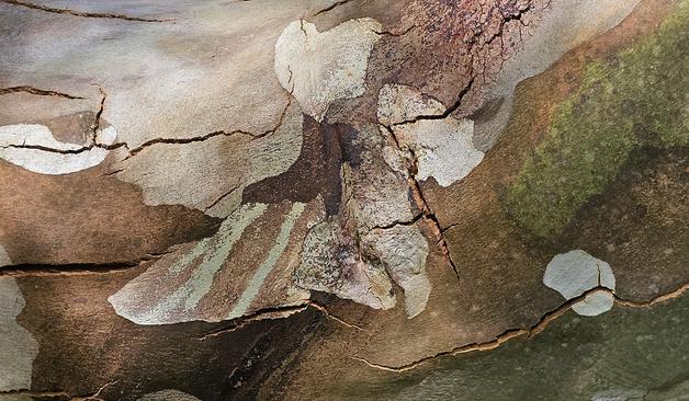 Clode-up of smooth tree bark in shades of brown, grey and green.