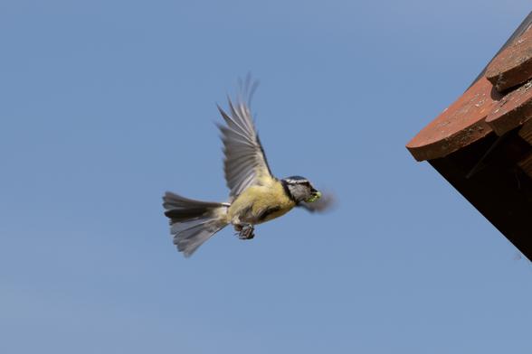 Photo of a Eurasian Blue Tit  in flight next to the edge of a roof with red tiles. The bird carries a green larva in its beak.