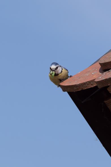 Photo of a Eurasian Blue Tit sitting on the edge of a roof with reddish clay shingles. The bird carries a green larva in its beak.