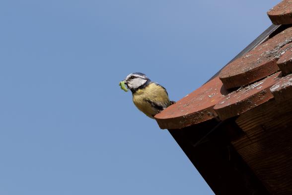 Photo of a Eurasian Blue Tit sitting on the edge of a roof with reddish clay shingles. The bird carries a green larva in its beak.