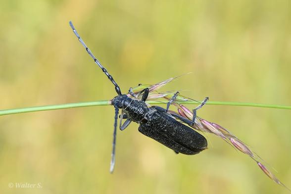 A large black beetle with long antennae