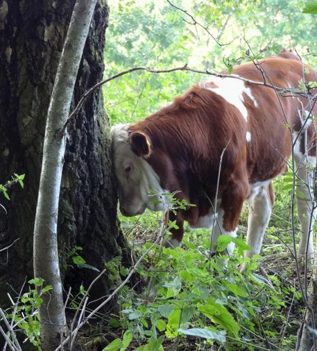 Begegnung im Spessart: eine Kuh lehnt ihren Kopf an einen Baumstamm