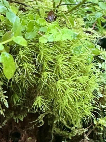 Close up of moss that has many clumps of tendrils exploding outwards like fireworks of green fur.