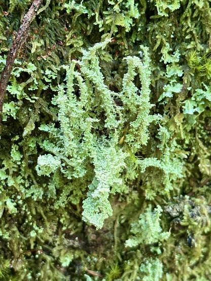 A lichen outcrop with a crusty scaly texture and legs like an octopus, growing on a surface of other lichen and moss.