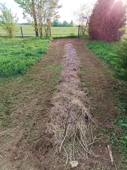 No-dig bed covered with hay. Nothing growing there yet apart from some weeds at the edges. Someone mowed the grass and weeds all around the bed to a short mulch.