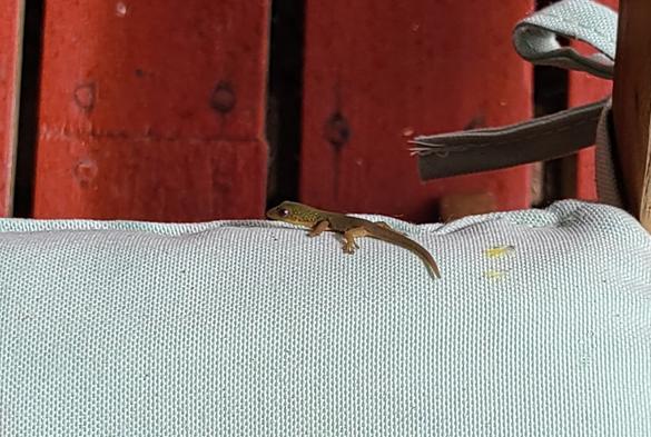 Tiny green baby gecko perched on the edge of th turquoise cushion of a patio chair, facing left. Rust-colored decking is visible below.