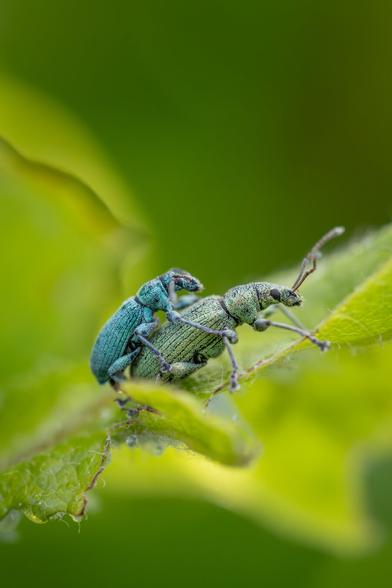 Close-up macro photograph of two mating weevils on a green leaf. The weevils have a metallic blue-green coloration and textured bodies. The background is a soft, blurred green, emphasizing the vivid detail of the insects and foliage.