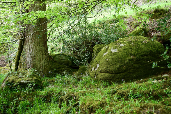 Mossy rock under a tree