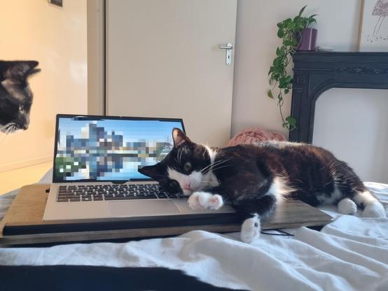 Pookie the cat laying on my laptop