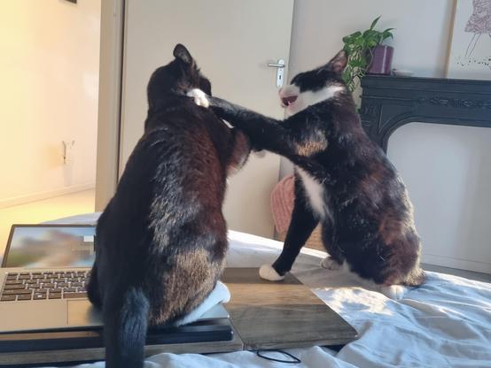 Pookie and Wessie escalating things. I should really get HR involved