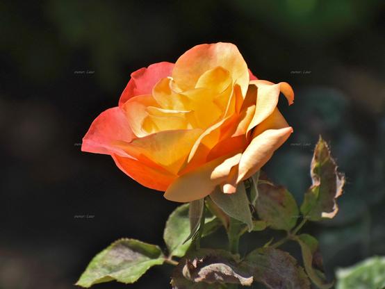 Rose, closeup, color, photo