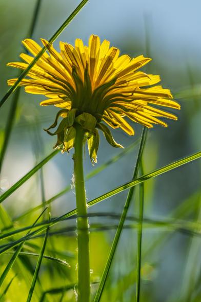 Closeup picture of a dandelion