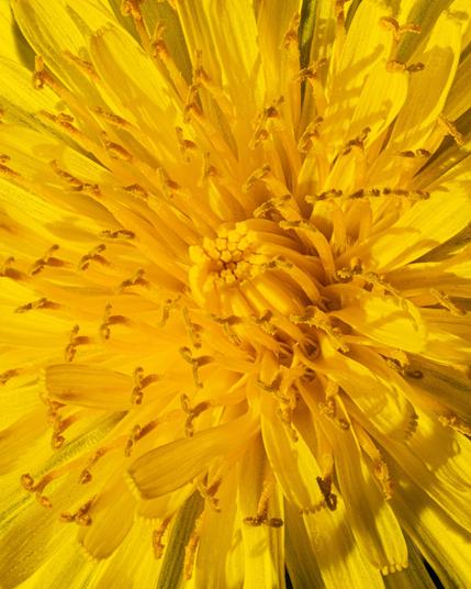 Closeup picture of a dandelion