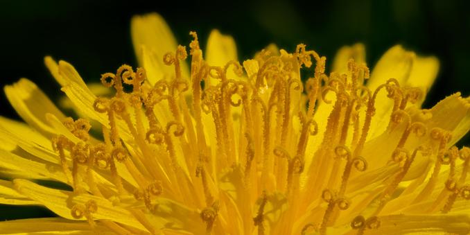 Closeup picture of a dandelion