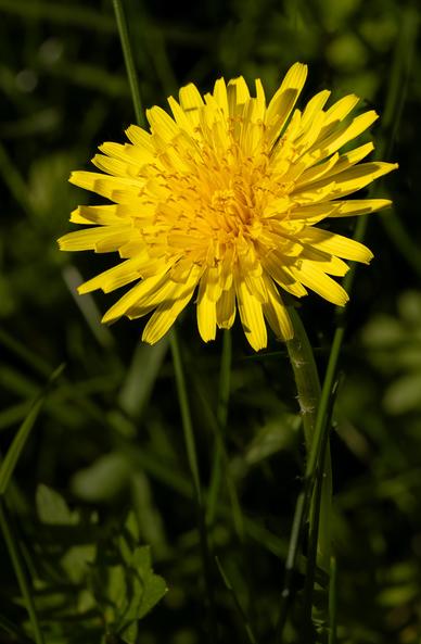 Closeup picture of a dandelion