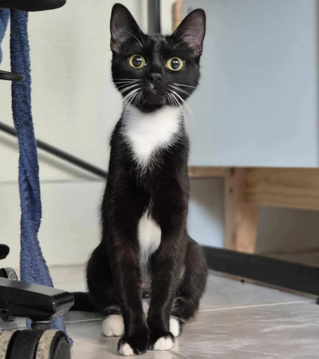 A photo of... Kitty (mkay), a black and white cat who is sitting on the floor next to an office chair and a piece of furniture, and looking attentively off camera in front of her. Kitty is mostly black, with white socks (and very small white gloves), white belly, white neck, and white whiskers. Her yellow eyes are open very wide which, combined with her being fairly thin, makes her look cartoonish. She's at that age where ears always look disproportional to the head of kittens, too. Because she is so interested in what is happening in front of her, she is standing very straight, and might be in fact extending her limbs more than usual, which adds to her incredible and slightly surreal silhouette.