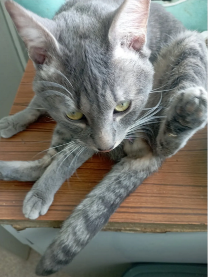 A photo of Smoky, a blue tabby with light green eyes photographed from above as he is resting on a cabinet or shelf of some kind, and interrupted while he is licking his anus. That's right, his anus. I said what I said.