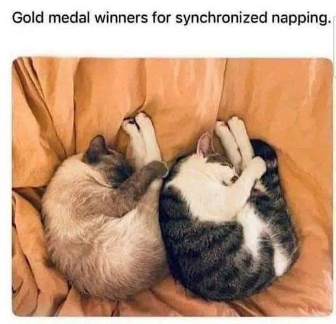Lying on a gracefully draped light pumpkin colored cloth, two cats,  right next to each other, curled like nautiluses,chins tucked to chests, front legs forward as of grabbing the back legs in a tight diving curl. Cat on left a seal point Siamese, on the right a dark tabby and white.

“Gold medal winners for synchronized napping.”