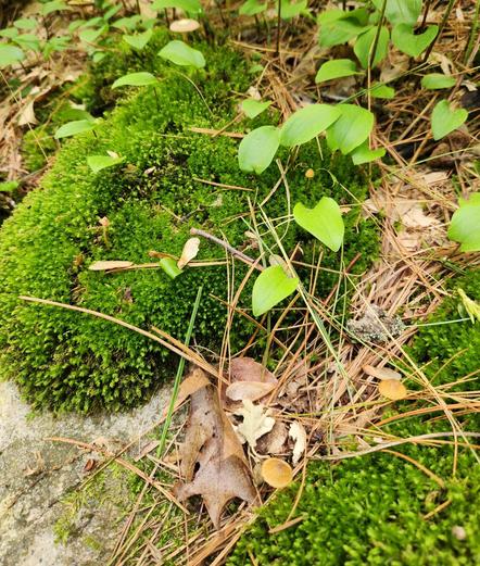 Two small clumps of sphagnum moss separated by dry woods litter. There are 5 little brown mushrooms in these two clumps.