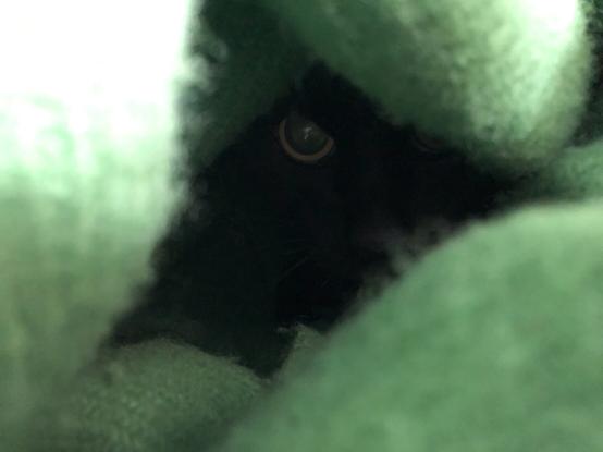 One eye of a black cat peeping out through a cap in a green blanket that he’s hiding in