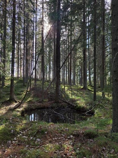 A small round pond in the middle of a green moss filled forest.