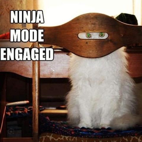 Meme with a photo of a white cat sitting on a wooden dinner chair. We see the cat looking through the back of the chair, and it is sitting with its face behind a cut-out in the wood, so that only its eyes are visible on its face. The chair back is shaped almost like a mask around its eyes. 

However, most of its body is clearly obvious through the open back of the chair. Meme text reads, "Ninja Mode Engaged."