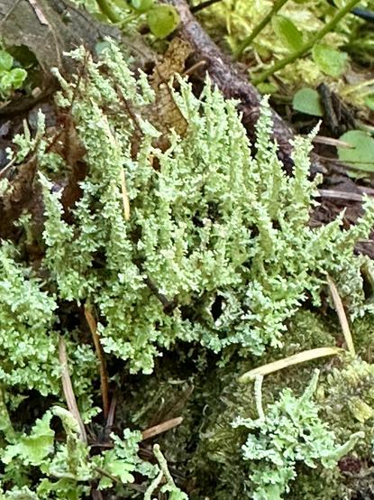 A cluster of lichen on an old stump. The lichen has exuberant spiky upward pointing fronds, kind of like a bonfire of cool and damp.