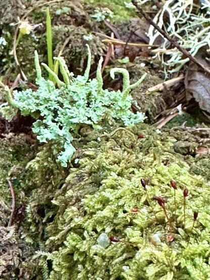 Patches of different types of moss and lichen on an old stump. The closest moss has a soft fluffy texture, with little red stems sprouting up from the fronds. Lichen nearby has craggy and crinkled leaf like shapes, plus smooth tentacles reaching upwards.