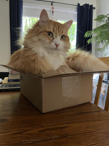 Gus the cat in a box that does not quite fit him. He looks demurely at the camera.
