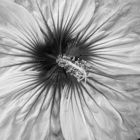 Extreme black & white closeup of a hibiscus blossom, with a dark gray center and gray tendrils reaching out into heavily textured and pleated light gray petals; an off-white stamen extends from the center, with multiple filaments and anther extending along the shaft