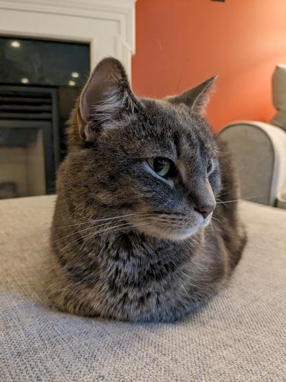 Gray kitty balled into a loaf, very photogenic.