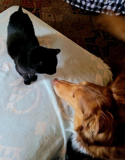 A black cat is inspecting her new house mate, which is a golden rough collie dog.  This is Bodhi's 4th dog and she's just making sure he knows who really runs this place.