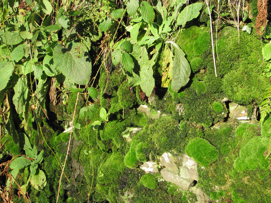 On the right, lumps and bumps of bright green moss, looking soft and strokeable. On the left, leaves of - possibly - primroses, looking rather tired.