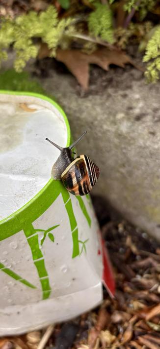 A gray snail with a light brown-black striped snail shell sits on the floor of an inverted noodle box. The box is white and has green bamboo as a graphic on it. The box stands upside down on leaves on a footpath. In the background you can see a footpath edge and leaves on it.