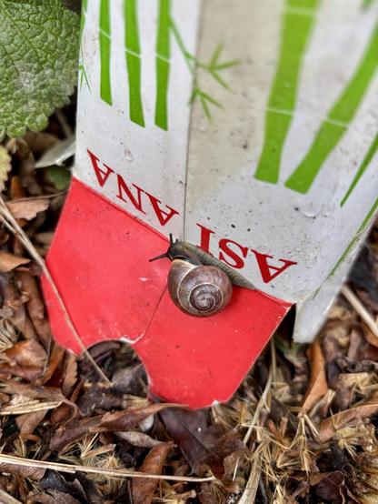 A gray snail with a brown snail shell sits on the folded lid of an upside-down noodle box. The snail moves along the red lettering ASIANA. The white box shows green bamboo plants. The box stands on brown foliage.