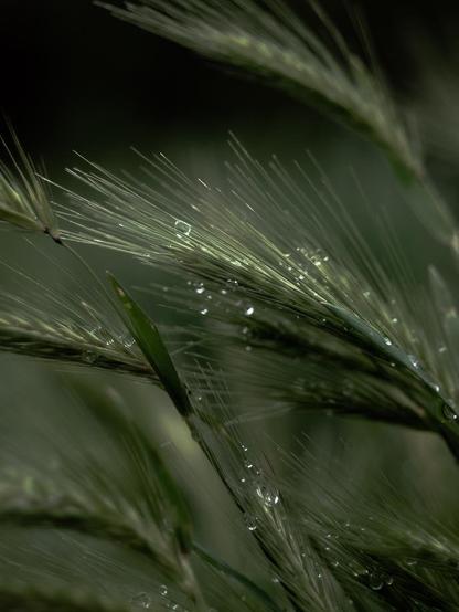 Wild grains in their early stages. Water droplets hang elegantly from wild grain stalks. The delicate awns and immature grains are clearly visible—a fascinating glimpse into the plant's early developmental stage. The delicate structures capture the light, while the background displays soft, natural colors. The drop enhances the delicate beauty of this moment and lends the scene a special vibrancy. Close up, dark.