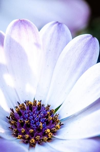 This is a close-up of a flower, highlighting its intricate details. The petals are predominantly white with a subtle lavender gradient at the tips. At the center of the bloom is a vibrant cluster of tiny florets in deep purple and blue, surrounded by small golden-yellow pollen grains. The soft lighting casts gentle shadows and highlights the delicate texture of the petals. The image captures the beauty and complexity of the flower in vivid detail.