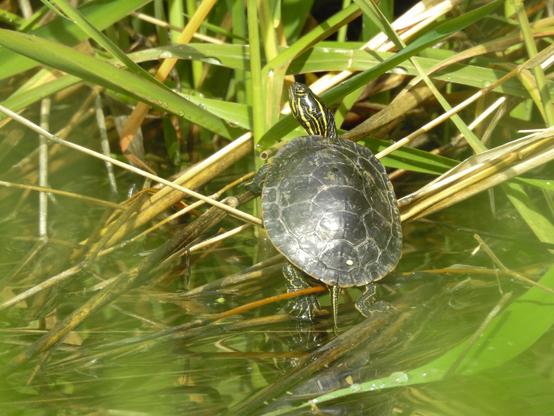 A small freshwater turtle basks in the sun while resting on some reeds in the marsh. It is overall various shades of green, with yellow-green stripes covering its head.