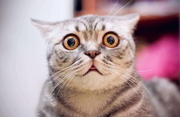 Cat making a distressed face and a small blep