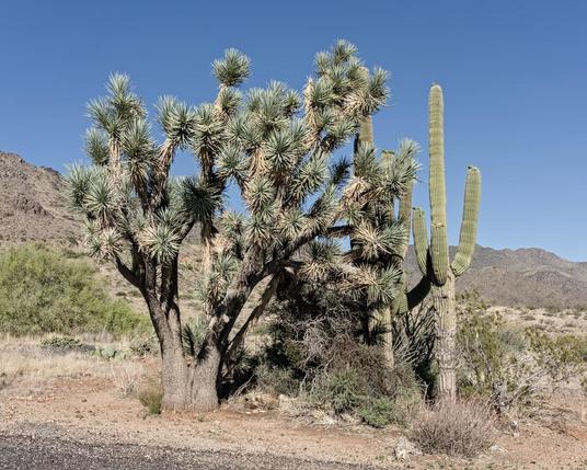 A color landscape photo of a desert scene under a bright blue sky with barren mountains in the background. In the foreground on the left is a large plant with three thick vertical branches growing out of a single trunk near the ground. The branches reach upwards about ten feet high and fork into many smaller branches. Each branch has large knobs of narrow spiky green leafs. On the right is a equally tall narrow tubercular cactus with three arms that reach upward around a center part.