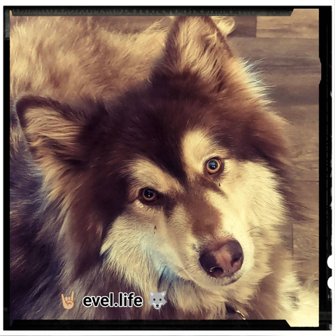 evel's amazing assistance dog, a fluffy reddish brown malamute looking at xen warmly with their head tilted